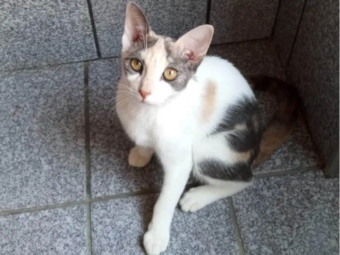 Gato ra a SRD-ViraLata idade 2 a 6 meses nome Flor