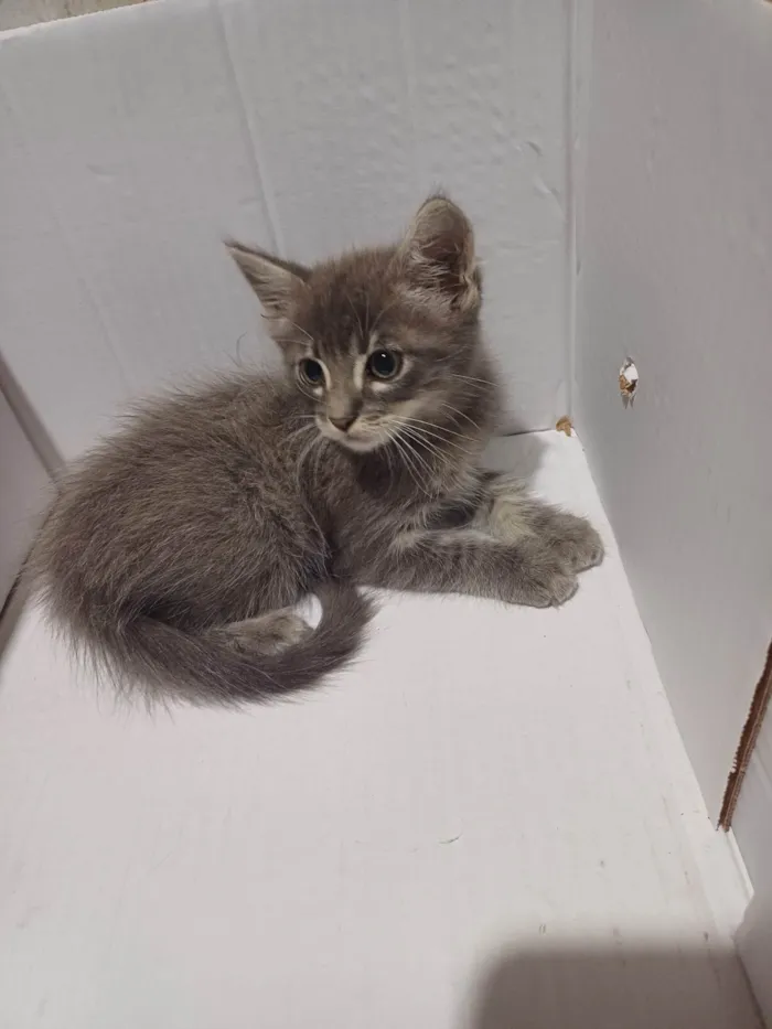 Gato ra a Mix angora idade Abaixo de 2 meses nome Cinza peludo adocao