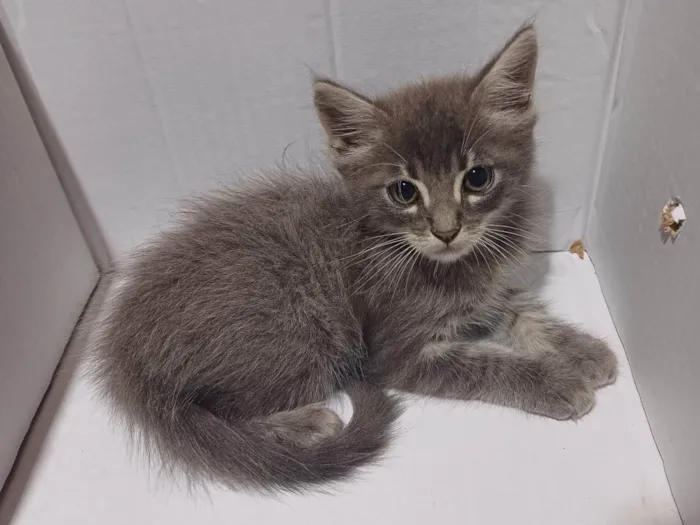 Gato ra a Mix angora idade Abaixo de 2 meses nome Cinza peludo adocao