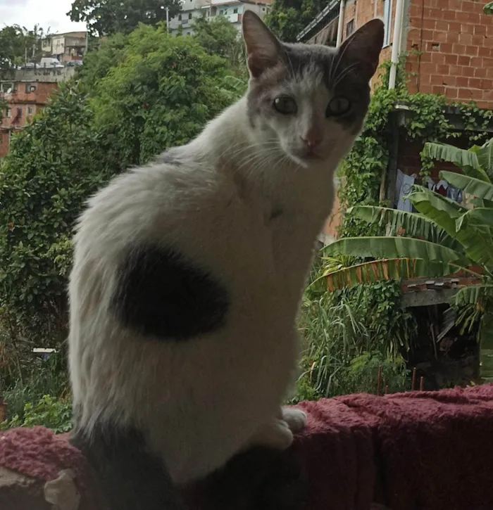 Gato ra a SRD-ViraLata idade 2 anos nome Guto