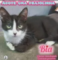 Bia