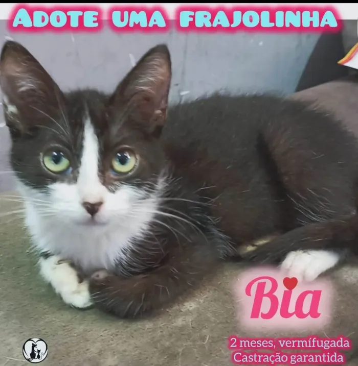 Gato ra a SRD-ViraLata idade 2 a 6 meses nome Bia