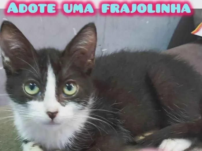 Gato ra a SRD-ViraLata idade 2 a 6 meses nome Bia