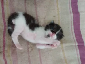Gato raça SRD-ViraLata idade Abaixo de 2 meses nome Não tem