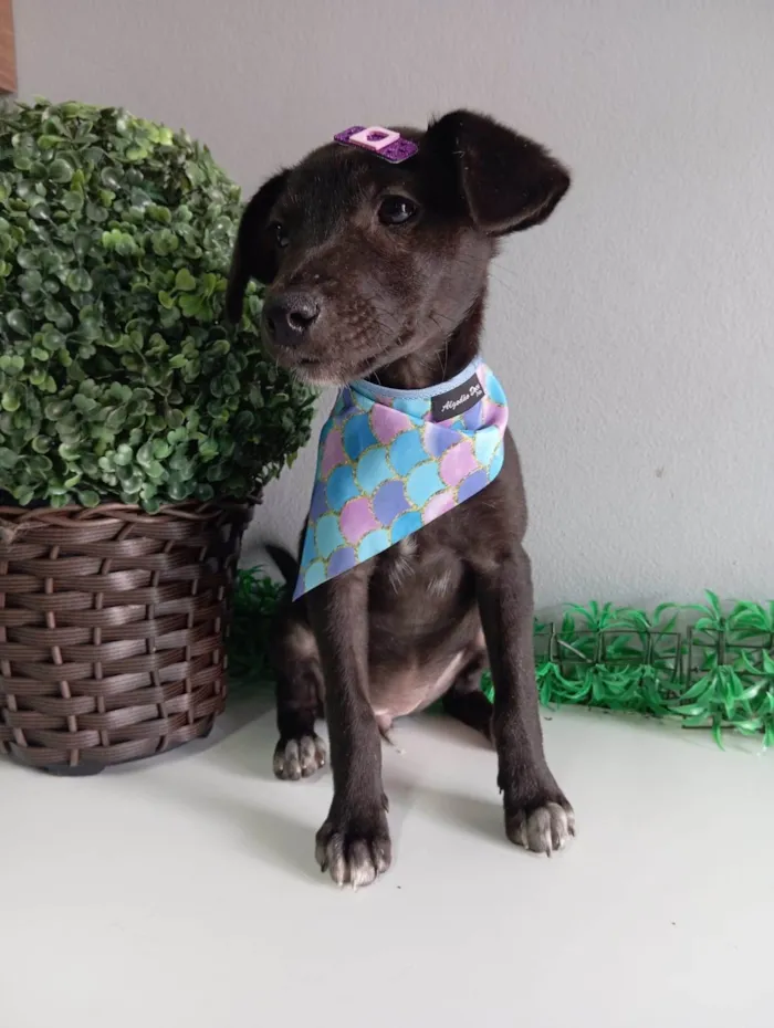 Cachorro ra a SRD-ViraLata idade 2 a 6 meses nome Julieta