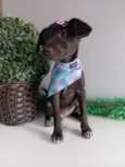 Julieta