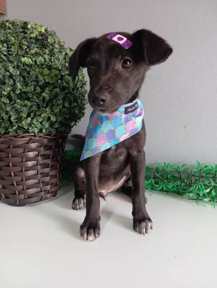 Cachorro ra a SRD-ViraLata idade 2 a 6 meses nome Julieta