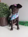 Julieta