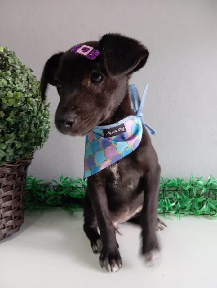 Cachorro ra a SRD-ViraLata idade 2 a 6 meses nome Julieta