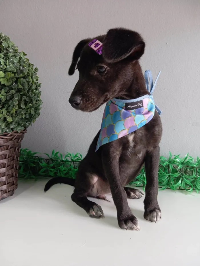 Cachorro ra a SRD-ViraLata idade 2 a 6 meses nome Julieta