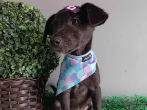 Cachorro raça SRD-ViraLata idade 2 a 6 meses nome Julieta