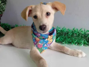 Cachorro raça SRD-ViraLata idade 2 a 6 meses nome Romeu 