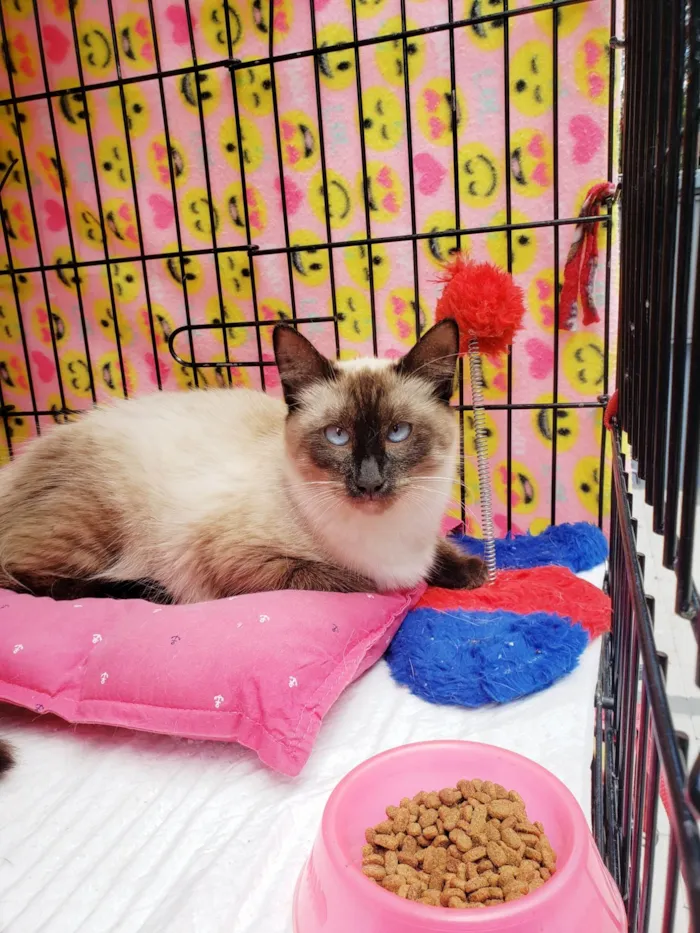 Gato ra a Siamês  idade 7 a 11 meses nome Jolie