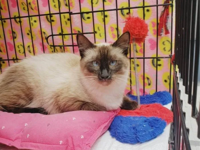 Gato ra a Siamês  idade 7 a 11 meses nome Jolie