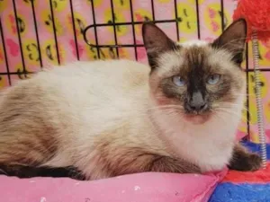 Gato raça Siamês  idade 7 a 11 meses nome Jolie