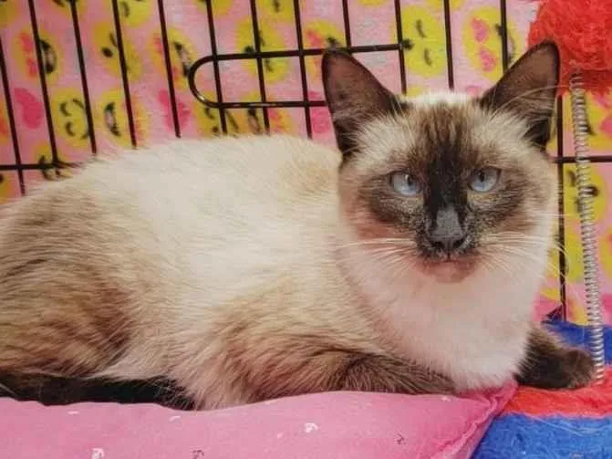 Gato ra a Siamês  idade 7 a 11 meses nome Jolie