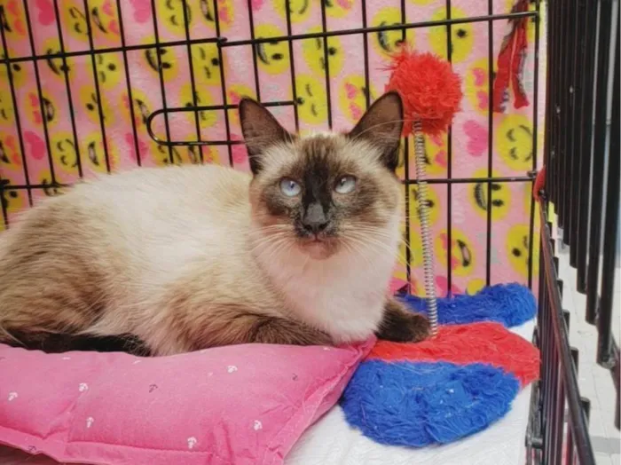 Gato ra a Siamês  idade 7 a 11 meses nome Jolie