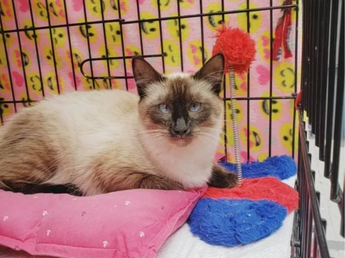 Gato ra a Siamês  idade 7 a 11 meses nome Jolie