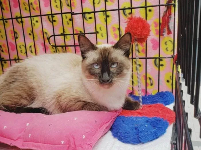 Gato ra a Siamês  idade 7 a 11 meses nome Jolie