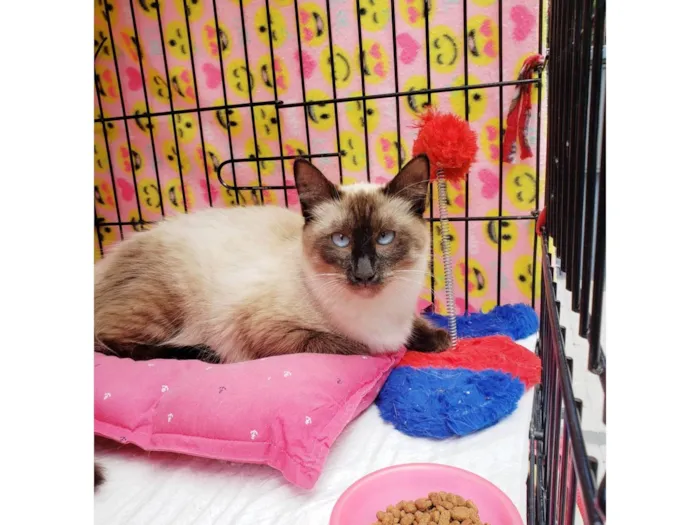 Gato ra a Siamês  idade 7 a 11 meses nome Jolie