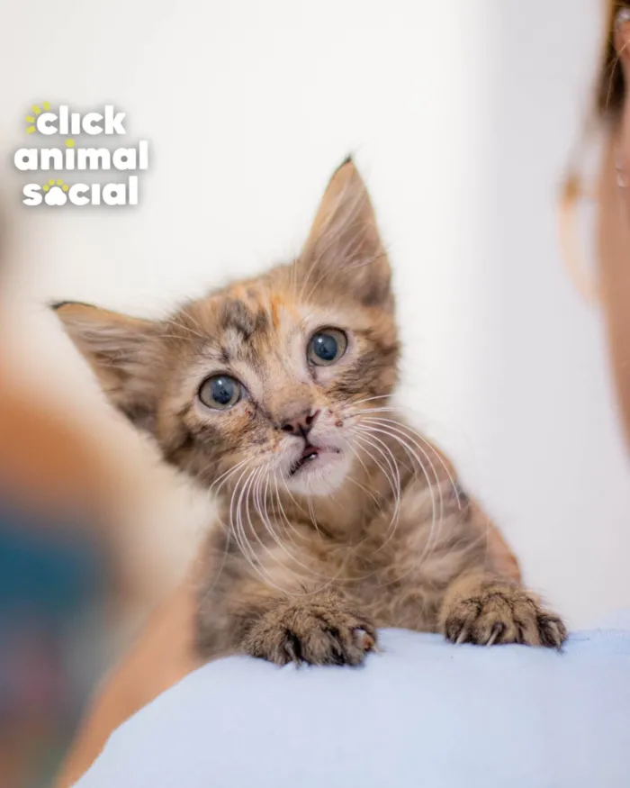 Gato ra a SRD-ViraLata idade 2 a 6 meses nome NANDA