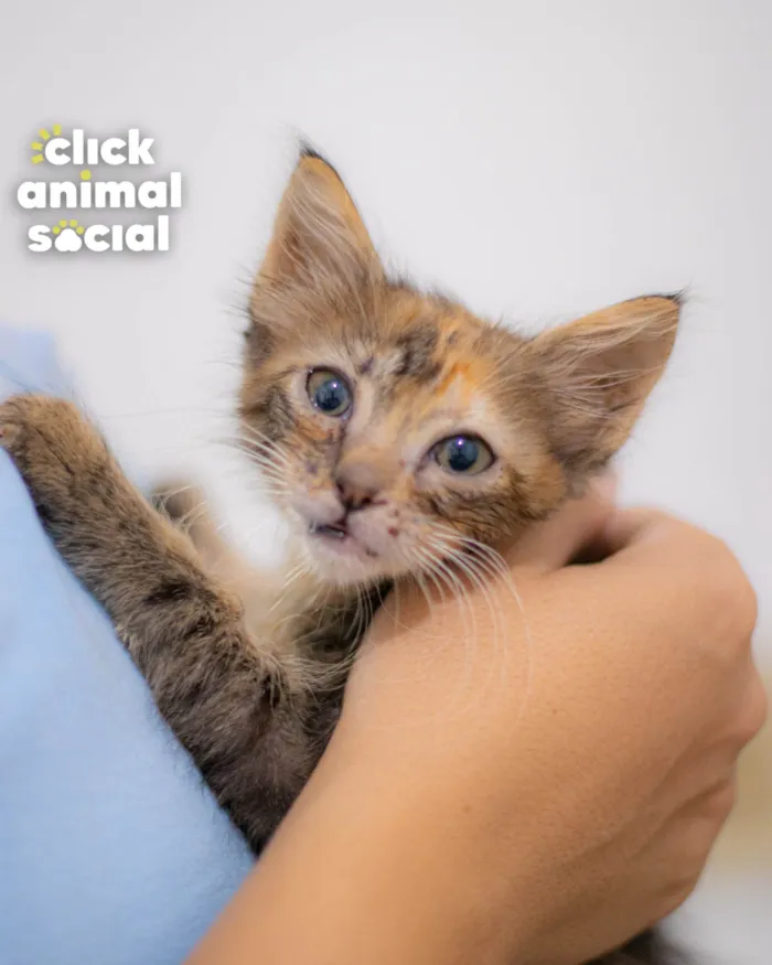 Gato ra a SRD-ViraLata idade 2 a 6 meses nome NANDA