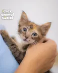 NANDA