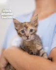 NANDA