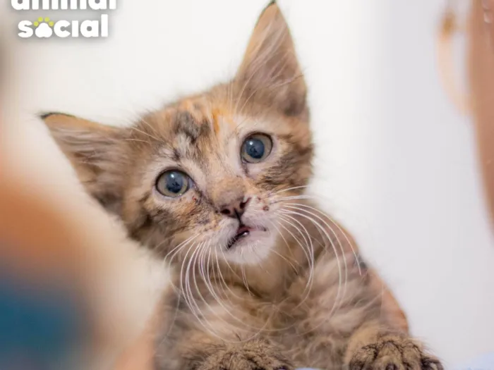 Gato ra a SRD-ViraLata idade 2 a 6 meses nome NANDA