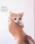 VICTOR