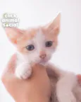VICTOR