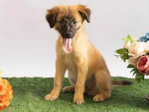 Cachorro raça SRD-ViraLata idade 2 a 6 meses nome Sara Flor
