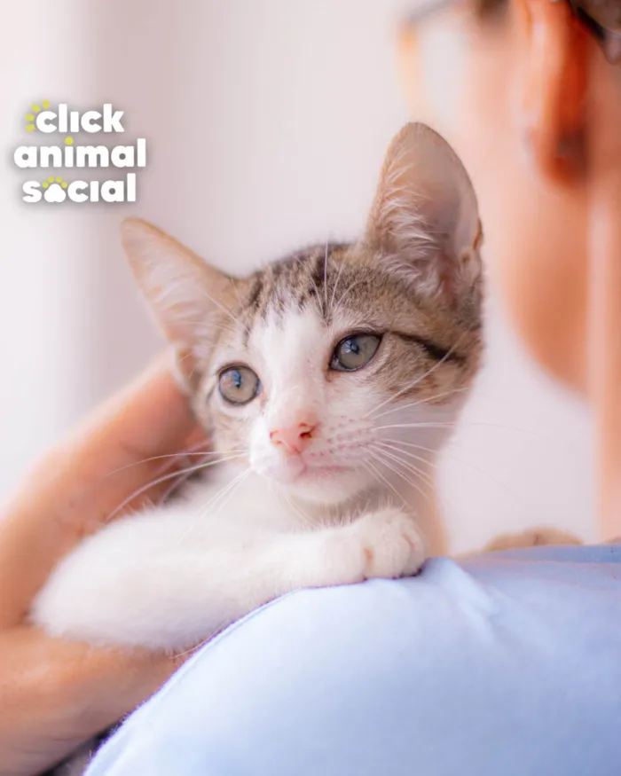 Gato ra a SRD-ViraLata idade 2 a 6 meses nome BRENDA