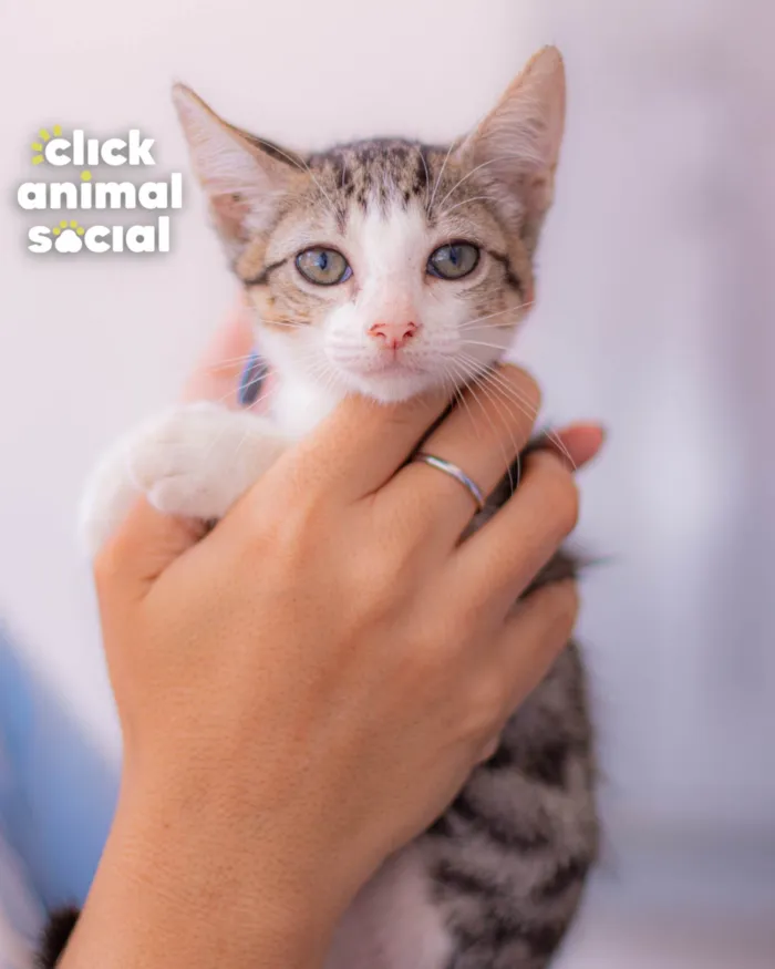 Gato ra a SRD-ViraLata idade 2 a 6 meses nome BRENDA