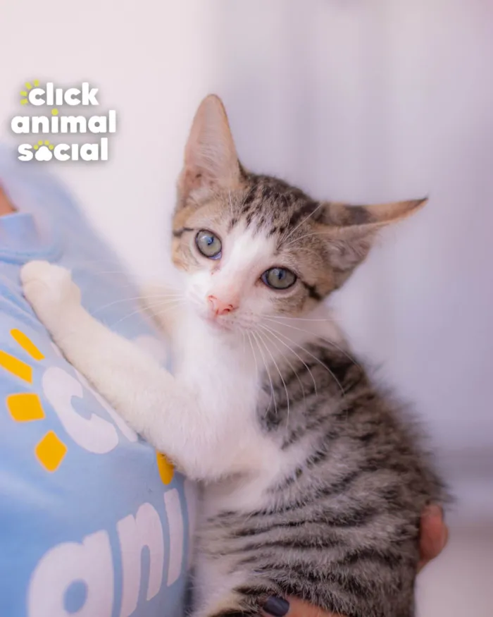 Gato ra a SRD-ViraLata idade 2 a 6 meses nome BRENDA