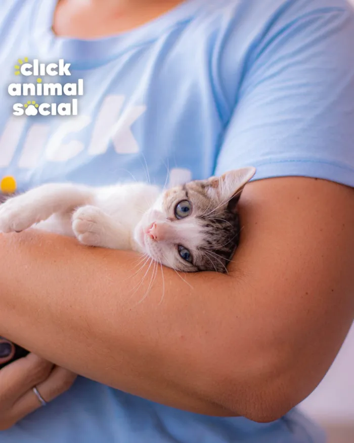 Gato ra a SRD-ViraLata idade 2 a 6 meses nome BRENDA
