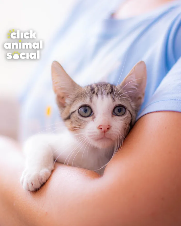 Gato ra a SRD-ViraLata idade 2 a 6 meses nome BRENDA