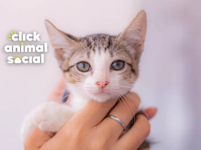 Gato ra a SRD-ViraLata idade 2 a 6 meses nome BRENDA
