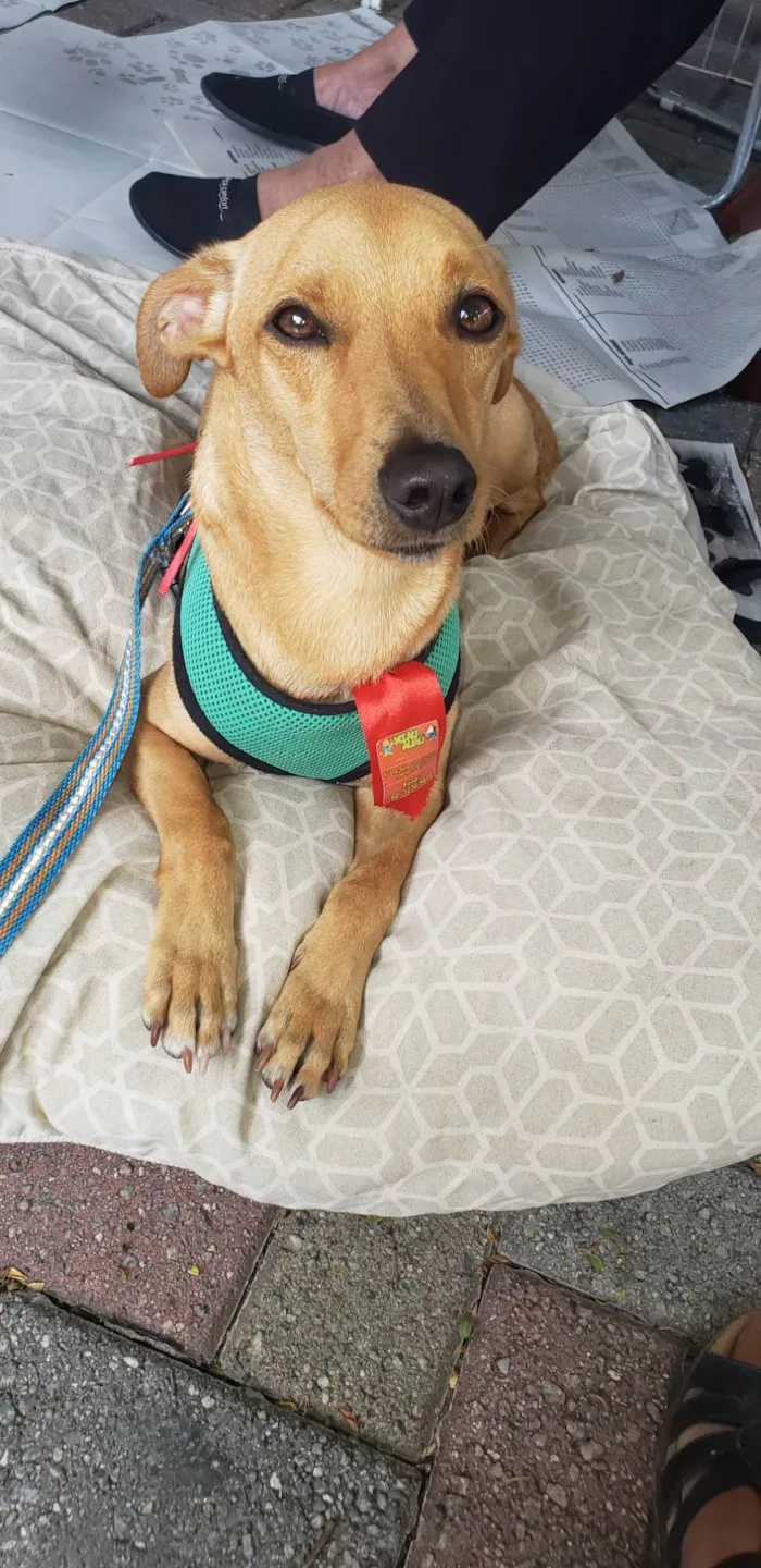 Cachorro ra a Srd idade 1 ano nome BELO