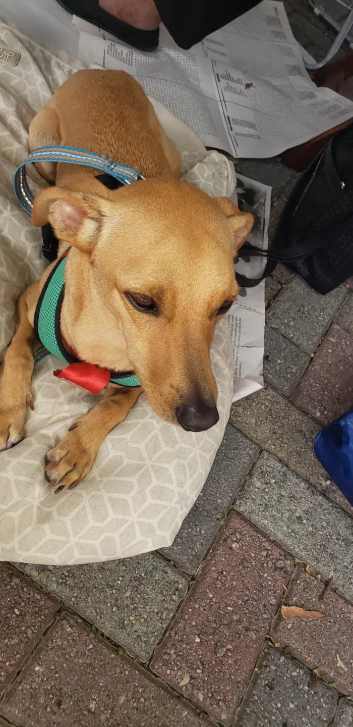 Cachorro ra a Srd idade 1 ano nome BELO