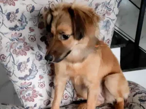 Cachorro raça SRD-ViraLata idade 7 a 11 meses nome Sorte