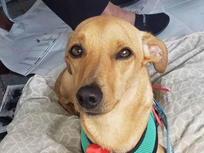 Cachorro ra a Srd idade 1 ano nome BELO