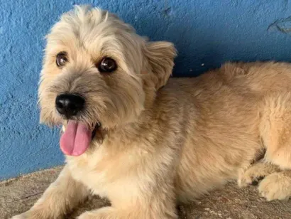 Cachorro raça Parece ser pudlle idade 1 ano nome Não sei