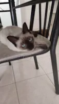Sininho
