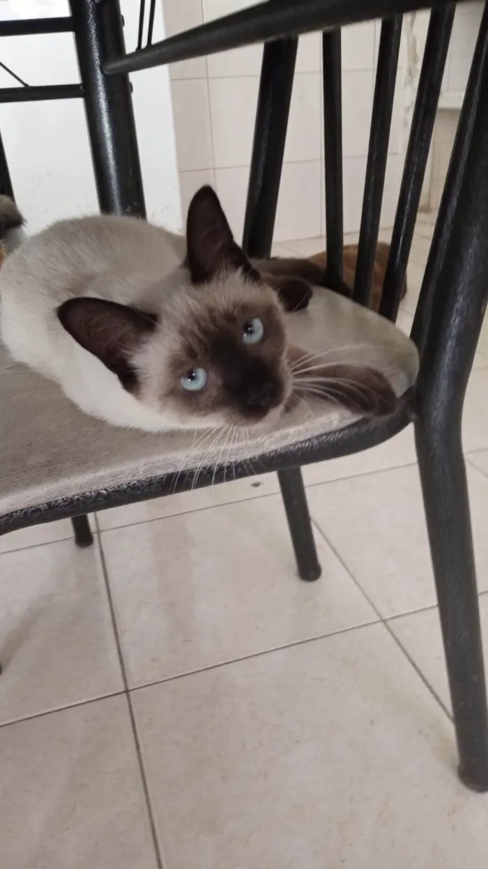 Gato ra a Siamês idade 2 a 6 meses nome Sininho