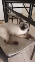 Sininho