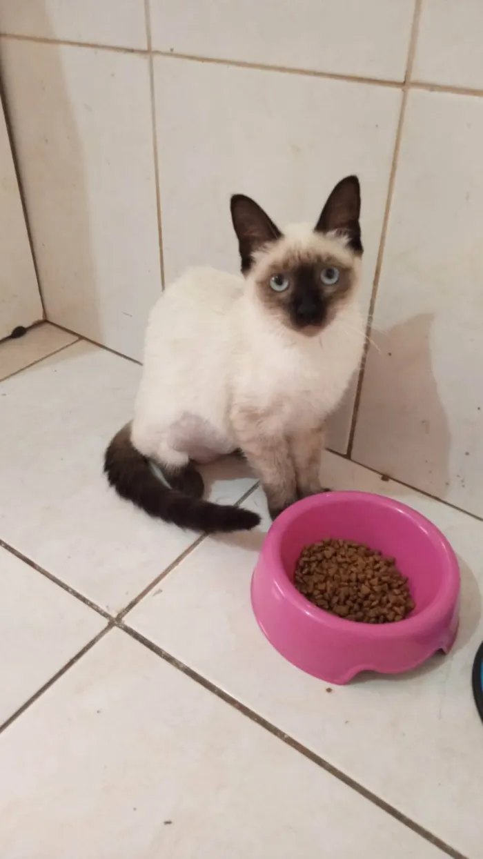 Gato ra a Siamês idade 2 a 6 meses nome Sininho