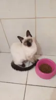 Sininho