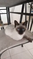 Sininho