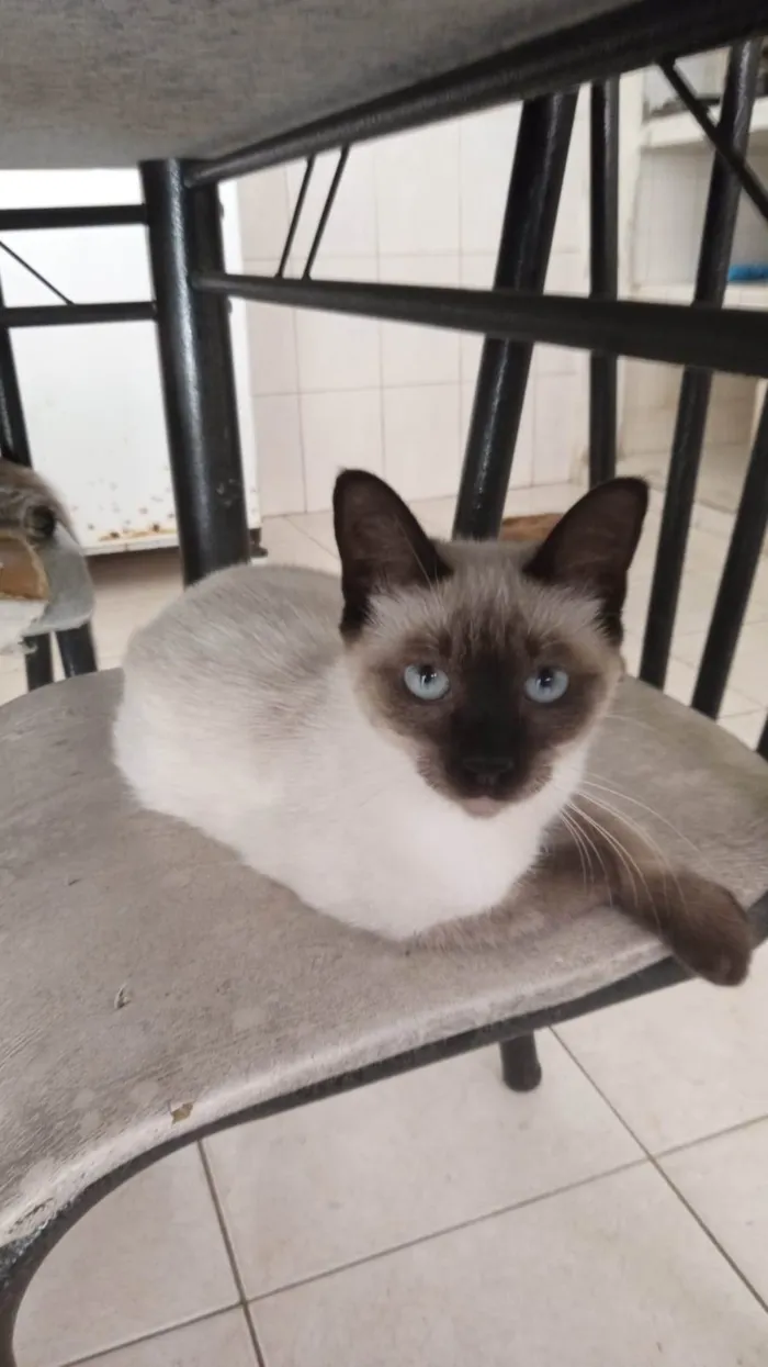 Gato ra a Siamês idade 2 a 6 meses nome Sininho